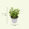 Mélange d'herbes aromatiques - 4 pièces - Ø14cm - ↕18cm Everspring