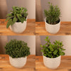 Mélange d'herbes aromatiques - 4 pièces - Ø14cm - ↕18cm Everspring