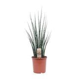 Mikado Sansevieria Bois de Fougère - Ø19cm - ↕80cm Everspring
