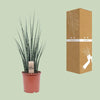 Mikado Sansevieria Bois de Fougère - Ø19cm - ↕80cm Everspring