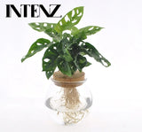 Monstera Adansonii en Bolglas + Klikkurk - Ø12cm - ↕25cm Everspring