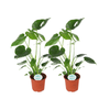 Monstera Deliciosa - 2 pièces - Ø14cm - ↕45cm - GREEN OASIS - SHOP
