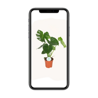 Monstera Deliciosa - Ø17cm - ↕55cm Everspring