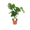 Monstera Deliciosa - Ø17cm - ↕55cm Everspring