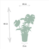 Monstera Deliciosa - Ø21cm - ↕75cm + Alocasia Zebrina - Ø19cm - ↕75cm + Strelitzia Nicolai - Ø19cm - ↕85cm Everspring