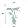 Monstera Deliciosa - Ø21cm - ↕75cm + Alocasia Zebrina - Ø19cm - ↕75cm + Strelitzia Nicolai - Ø19cm - ↕85cm Everspring