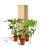 Monstera Deliciosa - Ø21cm - ↕75cm + Alocasia Zebrina - Ø19cm - ↕75cm + Strelitzia Nicolai - Ø19cm - ↕85cm Everspring