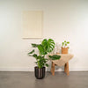 Monstera Deliciosa + Pot Mayk Plomb - ↨80cm - Ø21cm Everspring