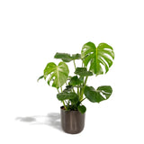 Monstera Deliciosa + Pot Mayk Plomb - ↨80cm - Ø21cm Everspring
