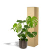 Monstera Deliciosa + Pot Mayk Plomb - ↨80cm - Ø21cm Everspring