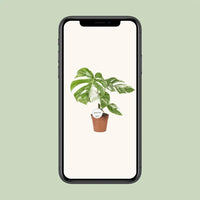 Monstera Deliciosa Variegata - Ø15cm - ↕45cm - GREEN OASIS - SHOP