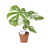 Monstera Deliciosa Variegata - Ø15cm - ↕45cm - GREEN OASIS - SHOP