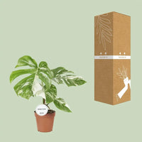 Monstera Deliciosa Variegata - Ø15cm - ↕45cm - GREEN OASIS - SHOP