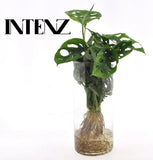 Monstera en verre cylindrique - Ø12cm - ↕25cm Everspring
