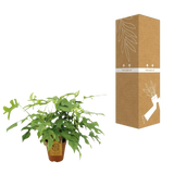 Monstera Minima - Ø15cm - ↕25cm Everspring