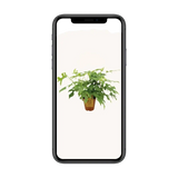 Monstera Minima - Ø15cm - ↕25cm Everspring