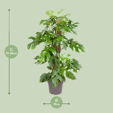 Monstera Minima - Ø19cm - ↕80cm Everspring