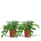 Monstera Minima - (Plante à trous) - 2 pièces - Ø15cm - ↕30cm Everspring