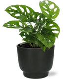 Monstera Monkey Leaf - Ø12cm - ↕30cm + Pot Potenza D13x11cm - Noir - GREEN OASIS - SHOP