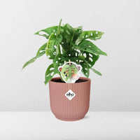 Monstera « Monkey Leaf » + pot ELHO Vibes Fold 14 cm rose - GREEN OASIS - SHOP
