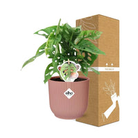 Monstera « Monkey Leaf » + pot ELHO Vibes Fold 14 cm rose - GREEN OASIS - SHOP