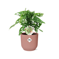 Monstera « Monkey Leaf » + pot ELHO Vibes Fold 14 cm rose - GREEN OASIS - SHOP
