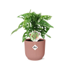 Monstera « Monkey Leaf » + pot ELHO Vibes Fold 14 cm rose - GREEN OASIS - SHOP