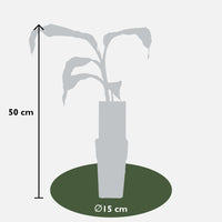 Musa Basjoo - Ø15cm - ↕50cm - GREEN OASIS - SHOP