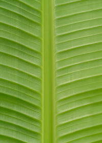 Musa Basjoo - Ø15cm - ↕50cm - GREEN OASIS - SHOP