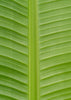 Musa Basjoo - Ø15cm - ↕50cm - GREEN OASIS - SHOP
