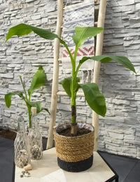 Musa Basjoo - Ø15cm - ↕50cm - GREEN OASIS - SHOP