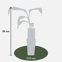 Musa Basjoo - Ø15cm - ↕50cm - GREEN OASIS - SHOP