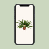 Nephrolepis Green Lady - Ø17cm - ↕40cm Everspring