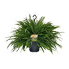 Nephrolepis Green Lady - Ø20cm - ↕60cm Everspring