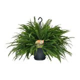 Nephrolepis Green Lady - Ø20cm - ↕60cm Everspring
