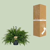Nephrolepis Green Lady - Ø20cm - ↕60cm Everspring