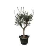 Olea Europaea Cultivo - 220cm - Ø40 - GREEN OASIS - SHOP Plantes vertes originales livrées à votre domicile