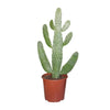Opuntia Consolea - Ø17cm - ↕55cm - GREEN OASIS - SHOP