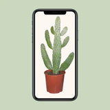 Opuntia Consolea - Ø17cm - ↕55cm - GREEN OASIS - SHOP