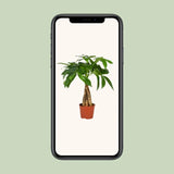 Pachira Aquatica - Ø12cm - ↕35cm Everspring