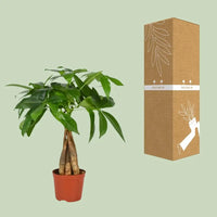 Pachira Aquatica - Ø12cm - ↕35cm Everspring