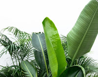 Pack économique XXL - Kentia 200 cm, Strelitzia Nicolai 225 cm, Areca 200 cm Everspring