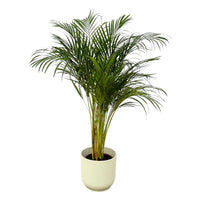 Palmier Areca - ↨130cm - Ø24cm + pot Elho Vibes Fold Round blanc D30xH27 Everspring