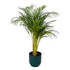 Palmier d'arec - ↨130cm - Ø24cm i+ pot Elho Vibes Fold rond bleu D30xH27 - GREEN OASIS - SHOP