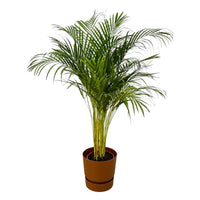 Palmier d'Arec - ↨130cm - Ø24cm + Pot Elho Greenville rond marron D30xH28 - GREEN OASIS - SHOP
