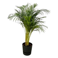 Palmier d'Arec - ↨130cm - Ø24cm + Pot Elho Greenville rond noir D30xH28 - GREEN OASIS - SHOP Plantes vertes originales livrées à votre domicile