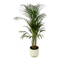 Palmier d'Areca - ↨110cm - Ø21cm + Pot Elho Vibes Fold rond blanc D22xH20 - GREEN OASIS - SHOP