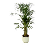 Palmier d'Areca - ↨110cm - Ø21cm + Pot Elho Vibes Fold rond blanc D22xH20 - GREEN OASIS - SHOP