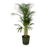 Palmier d'Areca - ↨110cm - Ø21cm + pot Greenville Round  D24xH23 Everspring