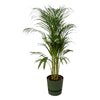 Palmier d'Areca - ↨110cm - Ø21cm + pot Greenville Round  D24xH23 Everspring